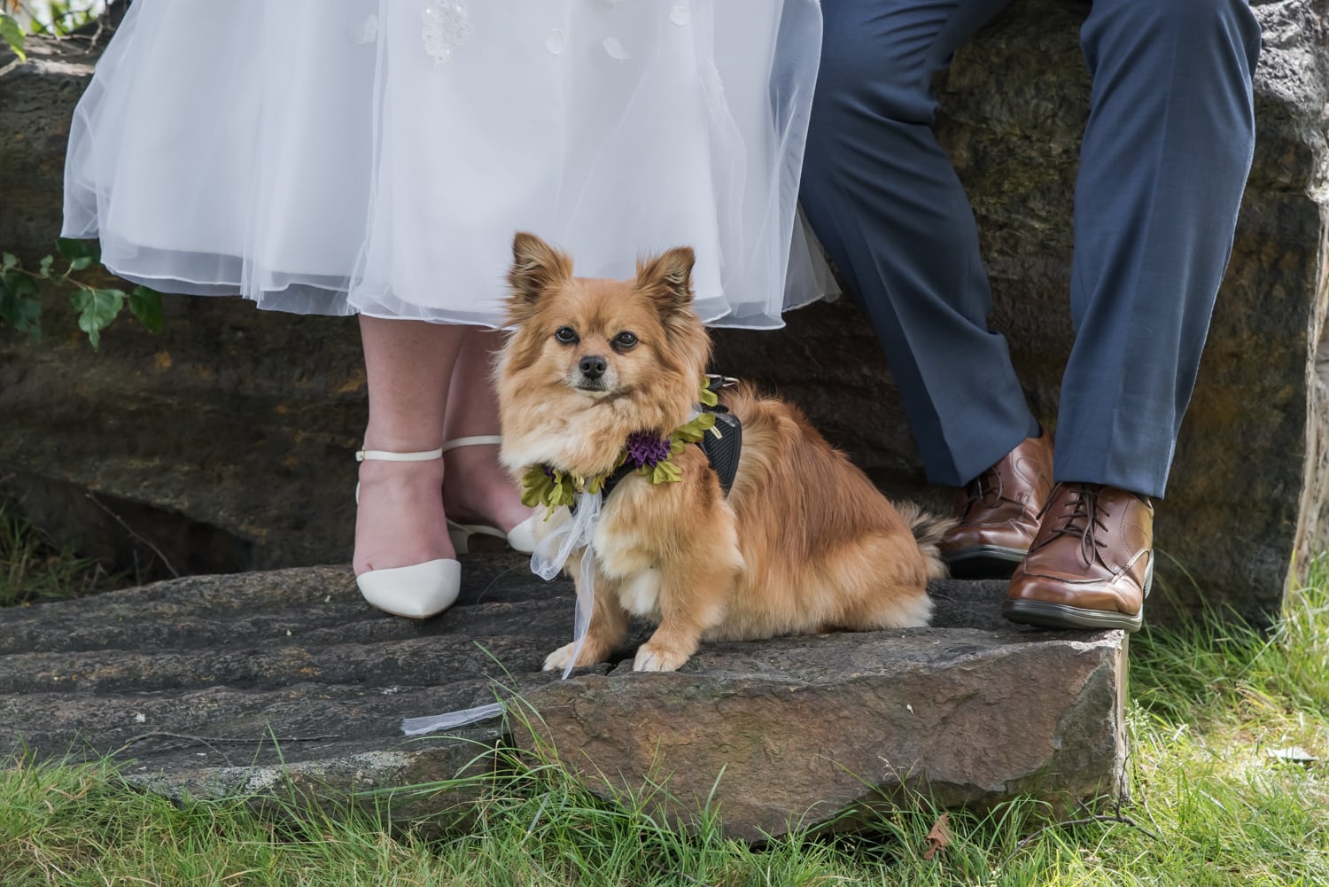 The bride and groom with their flower furbaby during their wedding pictures at the Best Western Chocolate Lake in Halifax, NS.