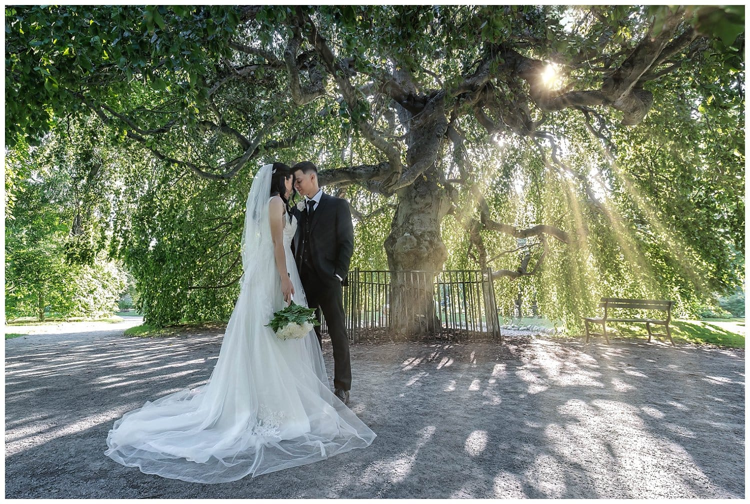 The bride and groom pose for wedding photos under the oldest willow tree in the Halifax Public Gardens.